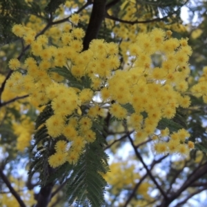 Acacia dealbata at Paddys River, ACT - 2 Sep 2018