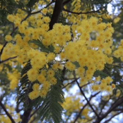 Acacia dealbata (Silver Wattle) at Point Hut to Tharwa - 2 Sep 2018 by MichaelBedingfield