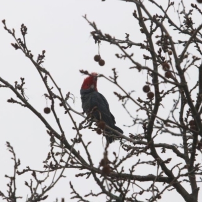 Callocephalon fimbriatum (Gang-gang Cockatoo) at Chifley, ACT - 7 Sep 2018 by redsnow