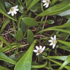 Goodenia radicans (Shiny Swamp-mat) at Undefined - 23 Jan 1998 by BettyDonWood