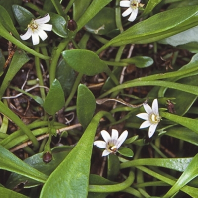 Selliera radicans (Shiny Swamp-mat) at Undefined - 22 Jan 1998 by BettyDonWood