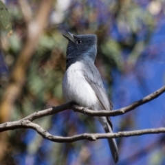 Myiagra rubecula (Leaden Flycatcher) at Michelago, NSW - 1 Oct 2012 by Illilanga