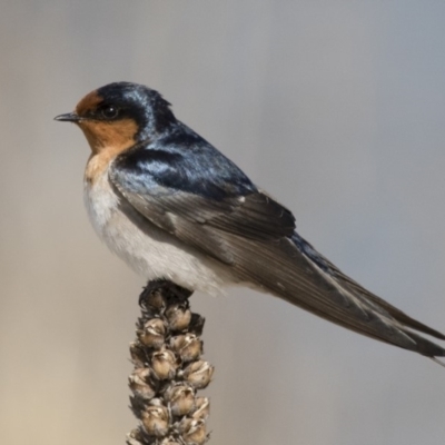 Hirundo neoxena (Welcome Swallow) at Michelago, NSW - 3 Sep 2018 by Illilanga