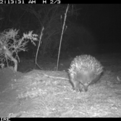 Tachyglossus aculeatus (Short-beaked Echidna) at Dignams Creek, NSW - 3 Sep 2018 by Maggie1