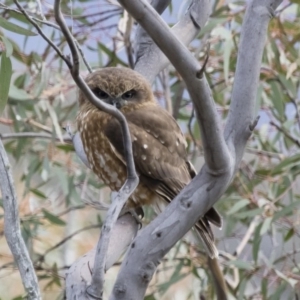 Ninox boobook at Michelago, NSW - 7 Sep 2018