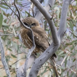 Ninox boobook at Michelago, NSW - 7 Sep 2018 01:59 PM