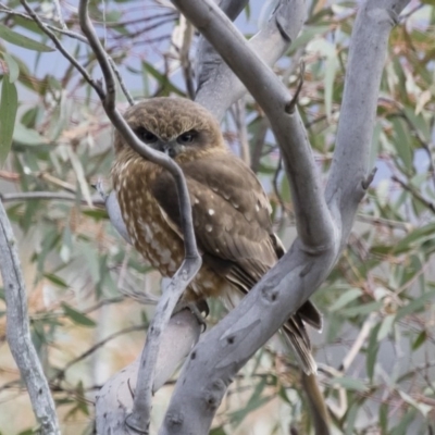 Ninox boobook (Southern Boobook) at Michelago, NSW - 7 Sep 2018 by Illilanga