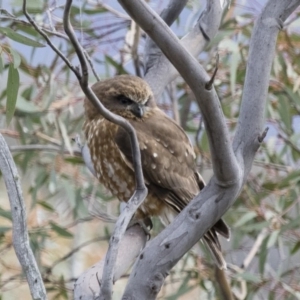 Ninox boobook at Michelago, NSW - 7 Sep 2018