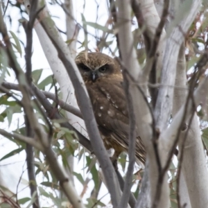 Ninox boobook at Michelago, NSW - 7 Sep 2018 01:59 PM