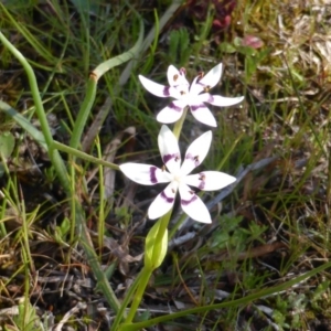 Wurmbea dioica subsp. dioica at Symonston, ACT - 11 Sep 2014 08:43 AM