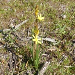 Bulbine bulbosa (Golden Lily, Bulbine Lily) at Mount Mugga Mugga - 11 Sep 2014 by Mike