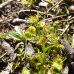 Drosera sp. (A Sundew) at O'Malley, ACT - 30 Aug 2014 by Mike