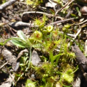 Drosera sp. at O'Malley, ACT - 30 Aug 2014