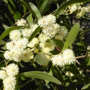 Acacia melanoxylon at Symonston, ACT - 30 Aug 2014