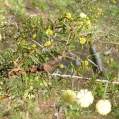 Acacia ulicifolia (Prickly Moses) at Jerrabomberra, ACT - 25 Aug 2014 by Mike