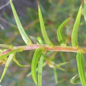 Acacia ulicifolia at Jerrabomberra, ACT - 25 Aug 2014