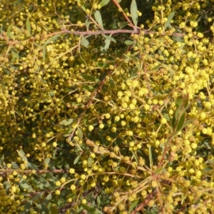 Acacia decora at Isaacs, ACT - 25 Aug 2014