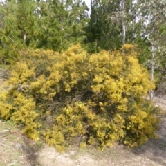 Acacia decora at Isaacs, ACT - 25 Aug 2014