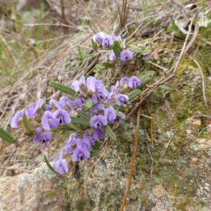 Hovea heterophylla at Isaacs Ridge - 25 Aug 2014 04:03 PM