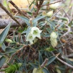 Melichrus urceolatus (Urn Heath) at Isaacs Ridge - 25 Aug 2014 by Mike