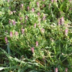 Fumaria sp. (Fumitory) at Garran, ACT - 23 Aug 2014 by Mike