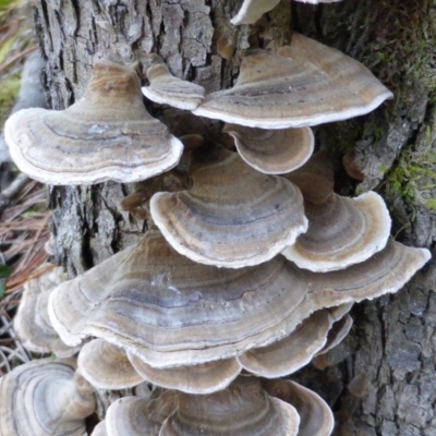 Trametes versicolor (Turkey Tail) at Isaacs Ridge - 12 Aug 2014 by Mike