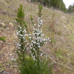 Erica lusitanica (Spanish Heath ) at Isaacs, ACT - 10 Aug 2014 by Mike