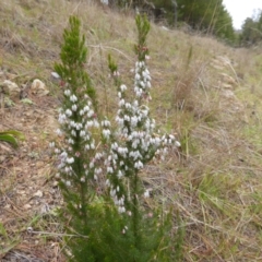 Erica lusitanica (Spanish Heath ) at Isaacs, ACT - 11 Aug 2014 by Mike