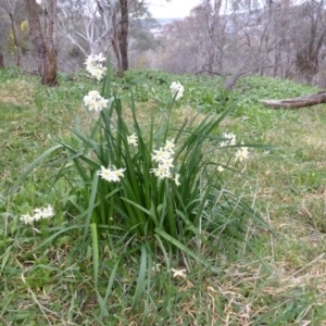 Narcissus tazetta at Isaacs Ridge - 11 Aug 2014 06:59 AM