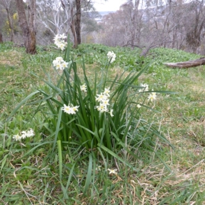 Narcissus tazetta (Jonquil) at Isaacs Ridge - 11 Aug 2014 by Mike