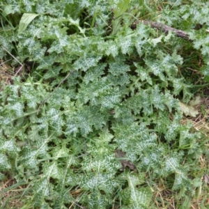 Silybum marianum at Isaacs Ridge - 11 Aug 2014