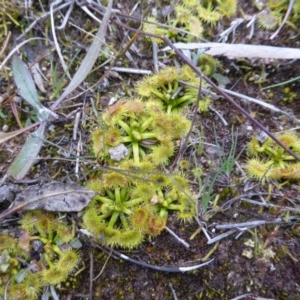 Drosera sp. at Isaacs Ridge - 11 Aug 2014 07:16 AM