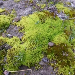 Didymodon torquatus (A moss) at Isaacs Ridge - 10 Aug 2014 by Mike