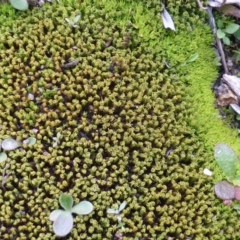 Didymodon torquatus at Isaacs Ridge - 11 Aug 2014 07:28 AM