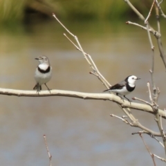 Epthianura albifrons (White-fronted Chat) at Coombs Ponds - 7 Sep 2018 by KumikoCallaway