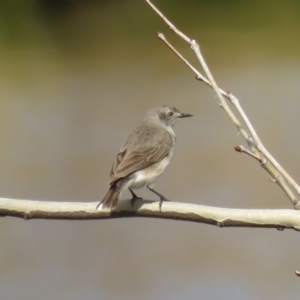 Epthianura albifrons at Coombs, ACT - 7 Sep 2018