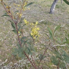 Acacia rubida (Red-stemmed Wattle, Red-leaved Wattle) at Symonston, ACT - 10 Aug 2014 by Mike