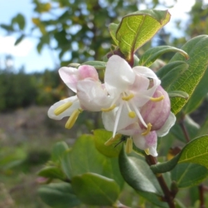 Lonicera fragrantissima at Jerrabomberra, ACT - 23 May 2014