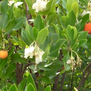 Arbutus unedo at Isaacs, ACT - 23 May 2014 12:19 PM