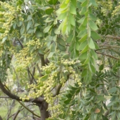 Acacia vestita (Hairy Wattle) at Isaacs, ACT - 23 May 2014 by Mike