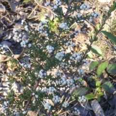 Cryptandra amara (Bitter Cryptandra) at Wanniassa Hill - 12 May 2014 by Mike