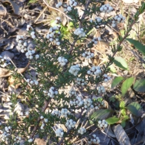 Cryptandra amara at Wanniassa Hill - 12 May 2014 03:32 PM