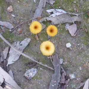 Lichenomphalia chromacea at Wanniassa Hill - 12 May 2014