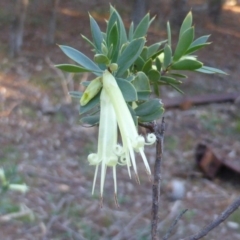 Styphelia triflora (Five-corners) at Jerrabomberra, ACT - 12 May 2014 by Mike