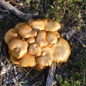 Gymnopilus junonius at Isaacs Ridge - 11 May 2014