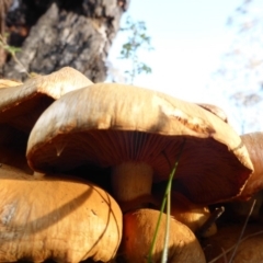 Gymnopilus junonius at Isaacs Ridge - 11 May 2014