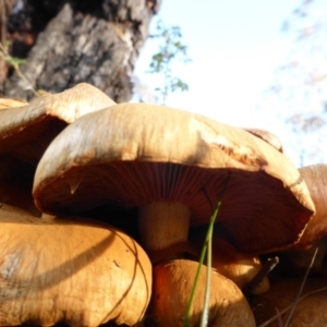 Gymnopilus junonius at Isaacs Ridge - 11 May 2014