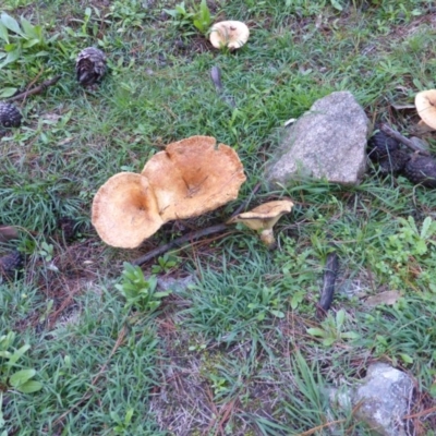 Lactarius deliciosus (Saffron Milkcap) at Isaacs Ridge - 4 May 2014 by Mike