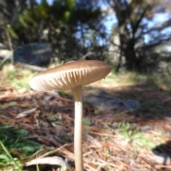 Oudemansiella gigaspora group (Rooting Shank) at Isaacs, ACT - 4 May 2014 by Mike