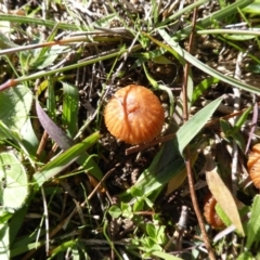 Laccaria sp. (Laccaria) at Isaacs Ridge - 4 May 2014 by Mike